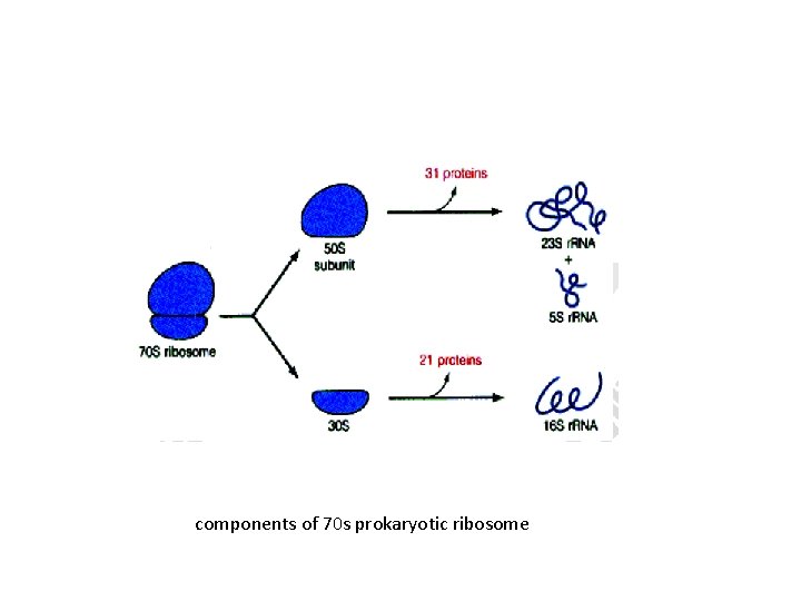 components of 70 s prokaryotic ribosome 