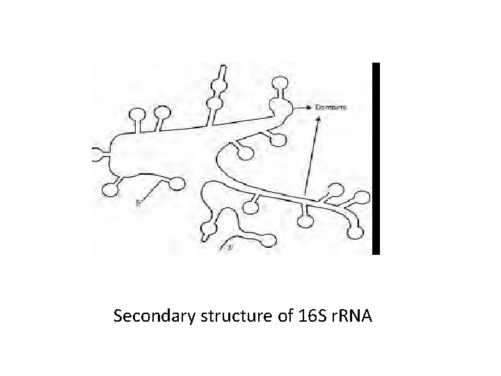 Secondary structure of 16 S r. RNA 