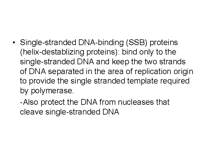  • Single-stranded DNA-binding (SSB) proteins (helix-destablizing proteins): bind only to the single-stranded DNA