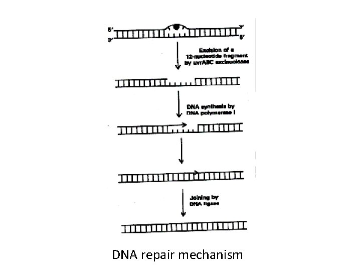 DNA repair mechanism 