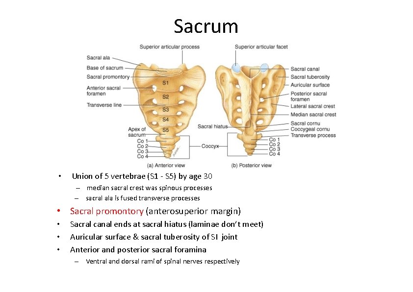 Sacrum • Union of 5 vertebrae (S 1 ‐ S 5) by age 30 Sacrum • Union of 5 vertebrae (S 1 ‐ S 5) by age 30