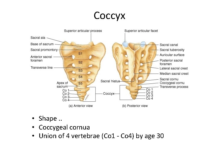 Coccyx • Shape. . • Coccygeal cornua • Union of 4 vertebrae (Co 1 Coccyx • Shape. . • Coccygeal cornua • Union of 4 vertebrae (Co 1
