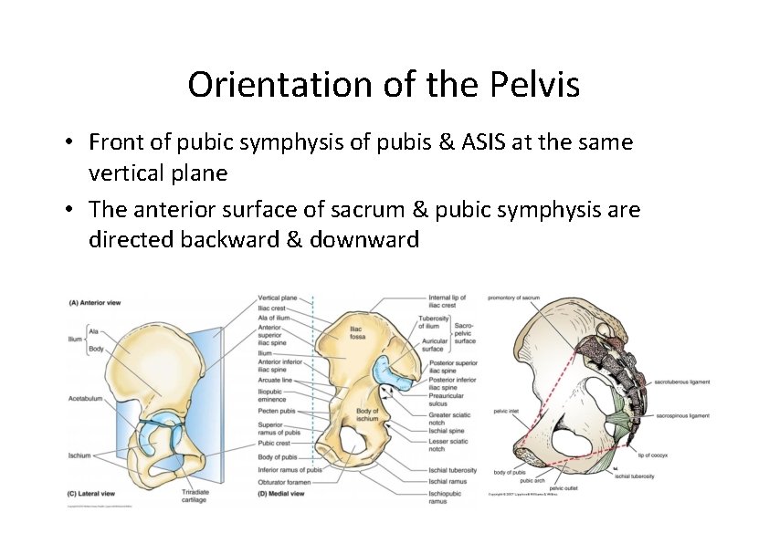 Orientation of the Pelvis • Front of pubic symphysis of pubis & ASIS at Orientation of the Pelvis • Front of pubic symphysis of pubis & ASIS at