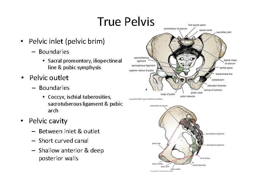 True Pelvis • Pelvic inlet (pelvic brim) – Boundaries • Sacral promontory, iliopectineal line True Pelvis • Pelvic inlet (pelvic brim) – Boundaries • Sacral promontory, iliopectineal line