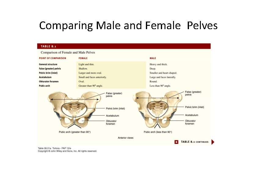 Comparing Male and Female Pelves  Comparing Male and Female Pelves