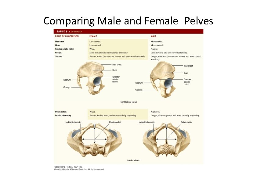 Comparing Male and Female Pelves  Comparing Male and Female Pelves