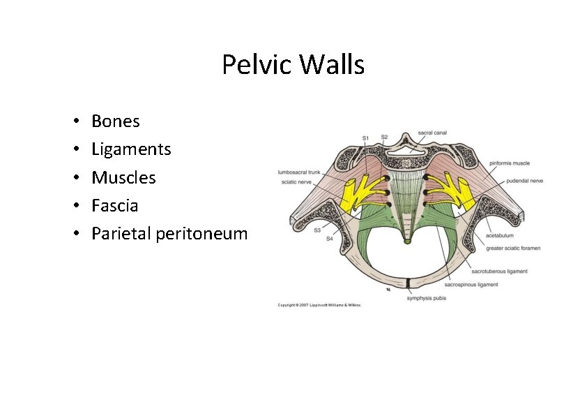 Pelvic Walls • • • Bones Ligaments Muscles Fascia Parietal peritoneum  Pelvic Walls • • • Bones Ligaments Muscles Fascia Parietal peritoneum