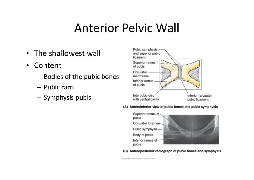 Anterior Pelvic Wall • The shallowest wall • Content – Bodies of the pubic Anterior Pelvic Wall • The shallowest wall • Content – Bodies of the pubic