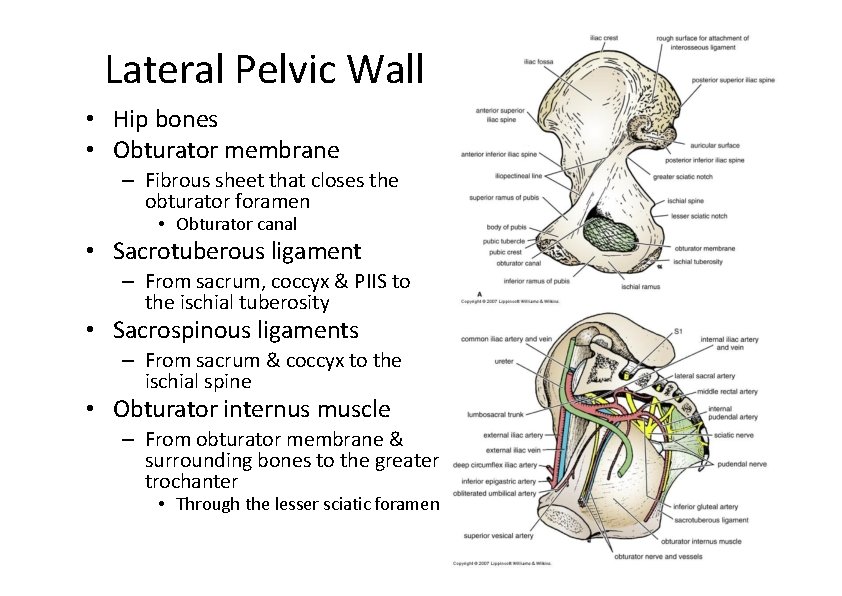 Lateral Pelvic Wall • Hip bones • Obturator membrane – Fibrous sheet that closes Lateral Pelvic Wall • Hip bones • Obturator membrane – Fibrous sheet that closes