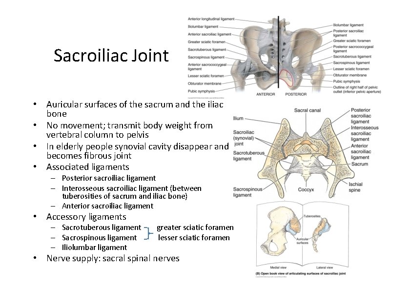 Sacroiliac Joint • Auricular surfaces of the sacrum and the iliac bone • No Sacroiliac Joint • Auricular surfaces of the sacrum and the iliac bone • No