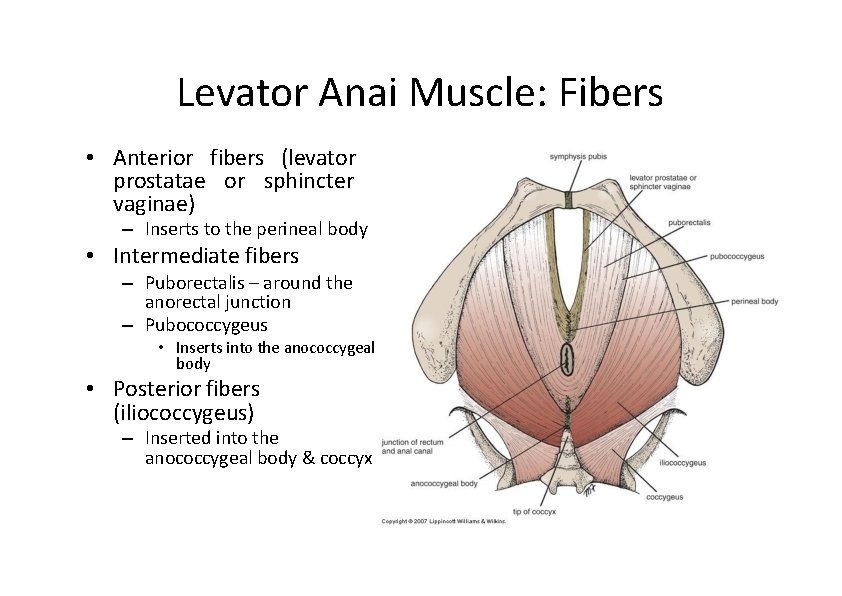 Levator Anai Muscle: Fibers • Anterior fibers (levator prostatae or sphincter vaginae) – Inserts Levator Anai Muscle: Fibers • Anterior fibers (levator prostatae or sphincter vaginae) – Inserts