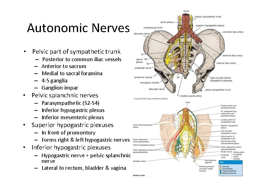 Autonomic Nerves • Pelvic part of sympathetic trunk – – – Posterior to common Autonomic Nerves • Pelvic part of sympathetic trunk – – – Posterior to common
