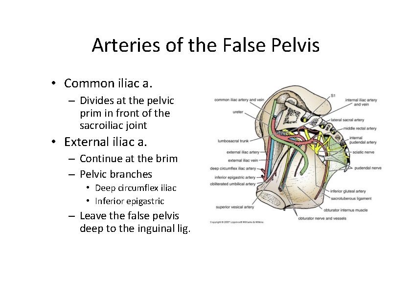 Arteries of the False Pelvis • Common iliac a. – Divides at the pelvic Arteries of the False Pelvis • Common iliac a. – Divides at the pelvic
