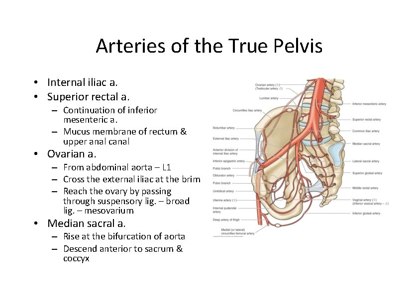 Arteries of the True Pelvis • Internal iliac a. • Superior rectal a. – Arteries of the True Pelvis • Internal iliac a. • Superior rectal a. –