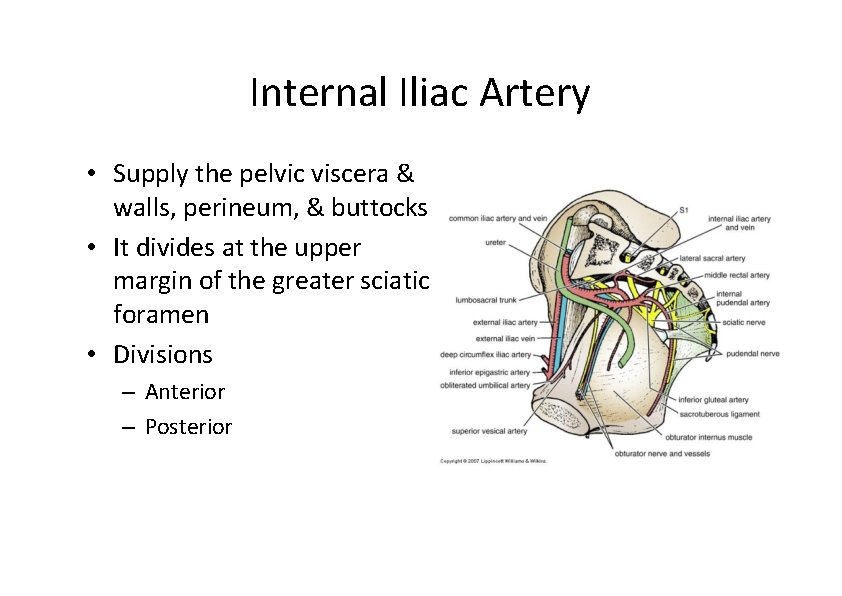 Internal Iliac Artery • Supply the pelvic viscera & walls, perineum, & buttocks • Internal Iliac Artery • Supply the pelvic viscera & walls, perineum, & buttocks •