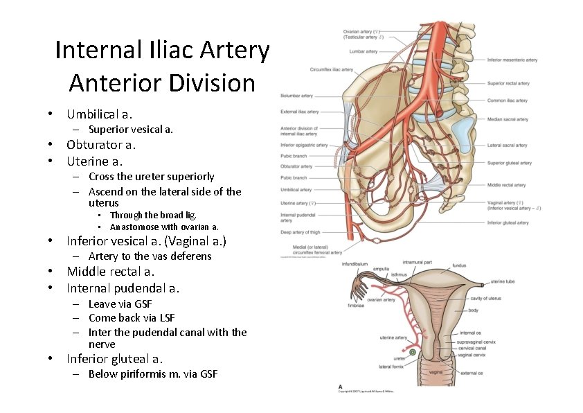 Internal Iliac Artery Anterior Division • Umbilical a. – Superior vesical a. • Obturator Internal Iliac Artery Anterior Division • Umbilical a. – Superior vesical a. • Obturator