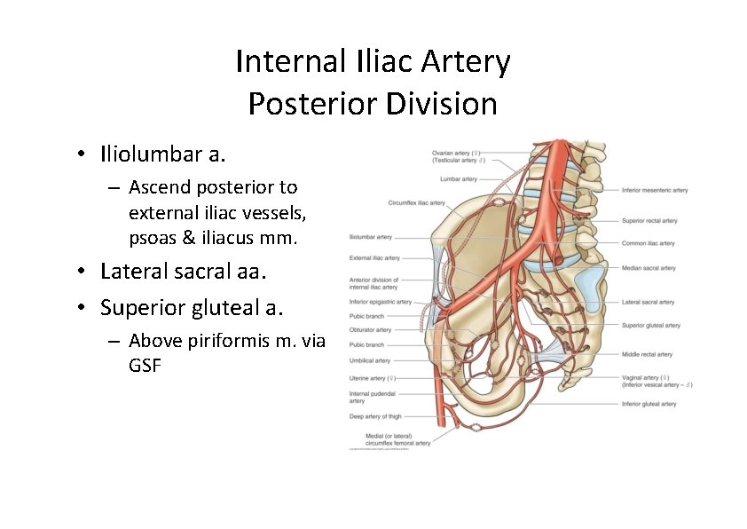 Internal Iliac Artery Posterior Division • Iliolumbar a. – Ascend posterior to external iliac Internal Iliac Artery Posterior Division • Iliolumbar a. – Ascend posterior to external iliac