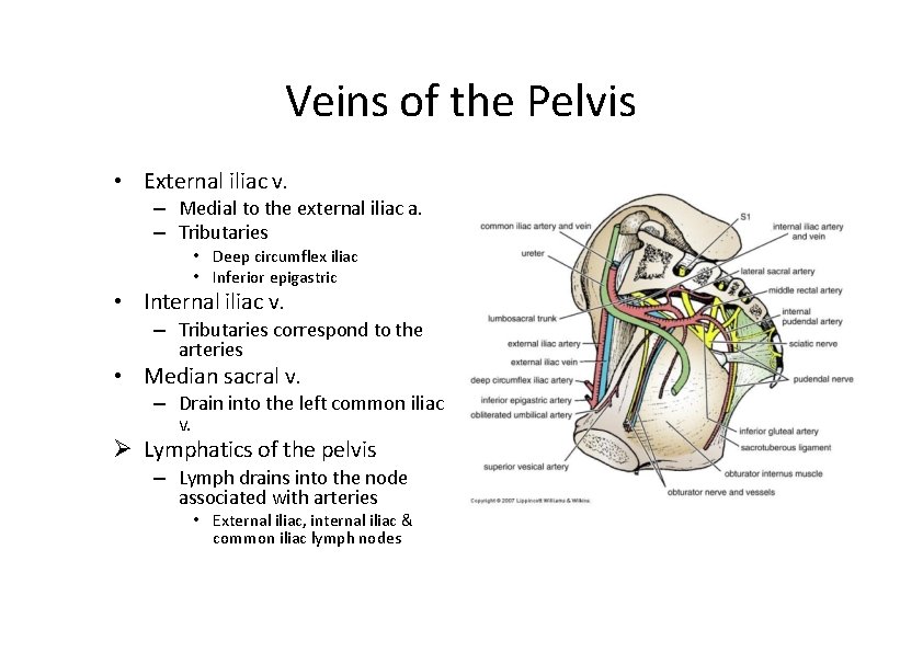 Veins of the Pelvis • External iliac v. – Medial to the external iliac Veins of the Pelvis • External iliac v. – Medial to the external iliac