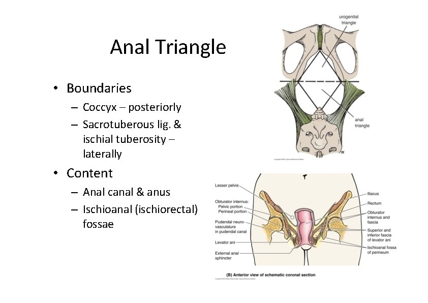 Anal Triangle • Boundaries – Coccyx – posteriorly – Sacrotuberous lig. & ischial tuberosity Anal Triangle • Boundaries – Coccyx – posteriorly – Sacrotuberous lig. & ischial tuberosity