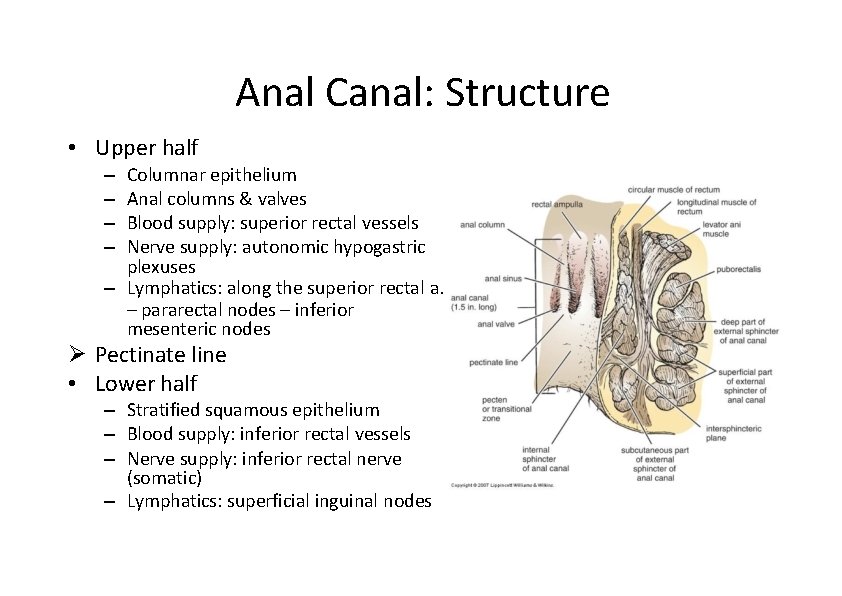 Anal Canal: Structure • Upper half Columnar epithelium Anal columns & valves Blood supply: Anal Canal: Structure • Upper half Columnar epithelium Anal columns & valves Blood supply: