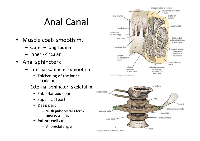 Anal Canal • Muscle coat‐ smooth m. – Outer – longitudinal – Inner ‐ Anal Canal • Muscle coat‐ smooth m. – Outer – longitudinal – Inner ‐