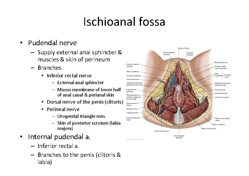 Ischioanal fossa • Pudendal nerve – Supply external anal sphincter & muscles & skin Ischioanal fossa • Pudendal nerve – Supply external anal sphincter & muscles & skin