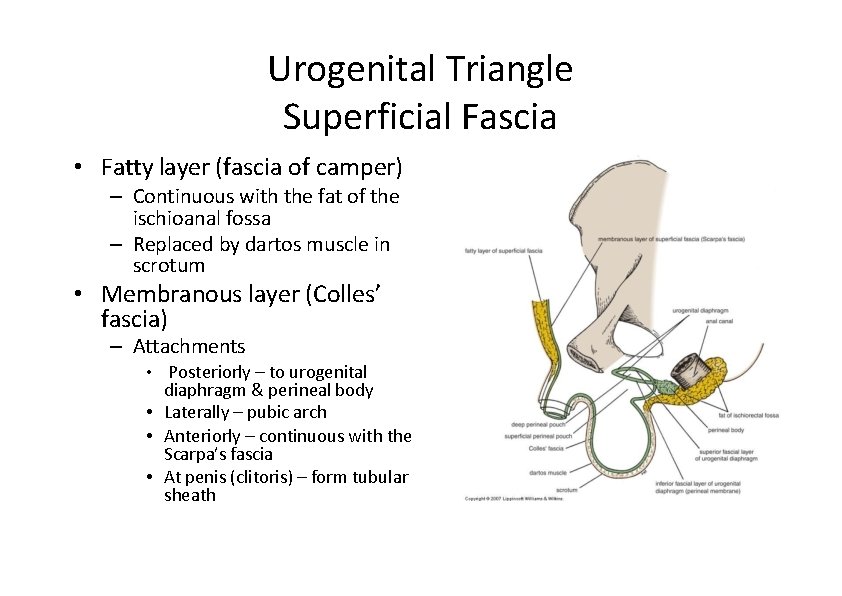 Urogenital Triangle Superficial Fascia • Fatty layer (fascia of camper) – Continuous with the Urogenital Triangle Superficial Fascia • Fatty layer (fascia of camper) – Continuous with the