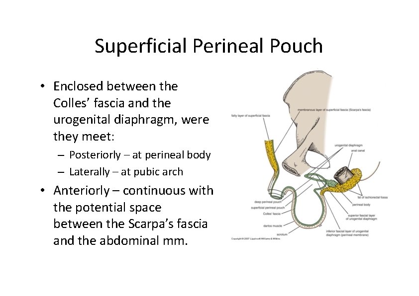 Superficial Perineal Pouch • Enclosed between the Colles’ fascia and the urogenital diaphragm, were Superficial Perineal Pouch • Enclosed between the Colles’ fascia and the urogenital diaphragm, were