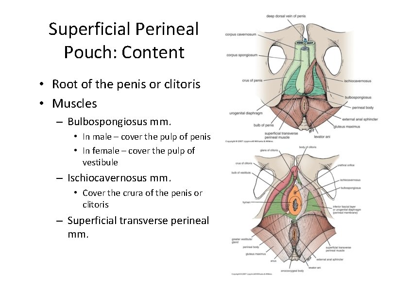 Superficial Perineal Pouch: Content • Root of the penis or clitoris • Muscles – Superficial Perineal Pouch: Content • Root of the penis or clitoris • Muscles –