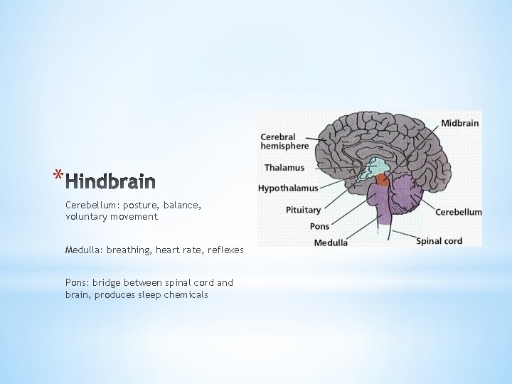 * Cerebellum: posture, balance, voluntary movement Medulla: breathing, heart rate, reflexes Pons: bridge between