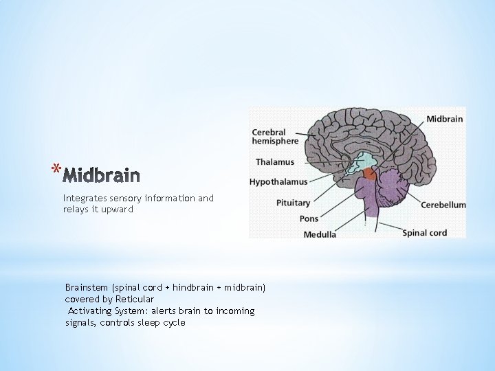 * Integrates sensory information and relays it upward Brainstem (spinal cord + hindbrain +