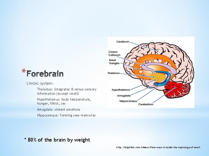 * Limbic system: Thalamus: integrates & relays sensory information (except smell) Hypothalamus: body temperature,