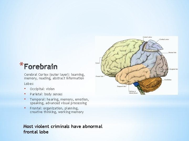 * Cerebral Cortex (outer layer): learning, memory, reading, abstract information Lobes: • • •