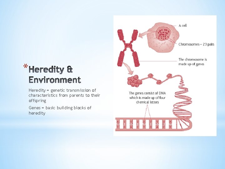 * Heredity = genetic transmission of characteristics from parents to their offspring Genes =