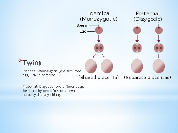 * Identical: Monozygotic (one fertilized egg) – same heredity Fraternal: Dizygotic (two different eggs