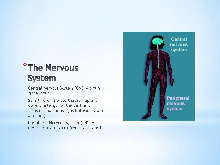 * Central Nervous System (CNS) = brain + spinal cord Spinal cord = nerves