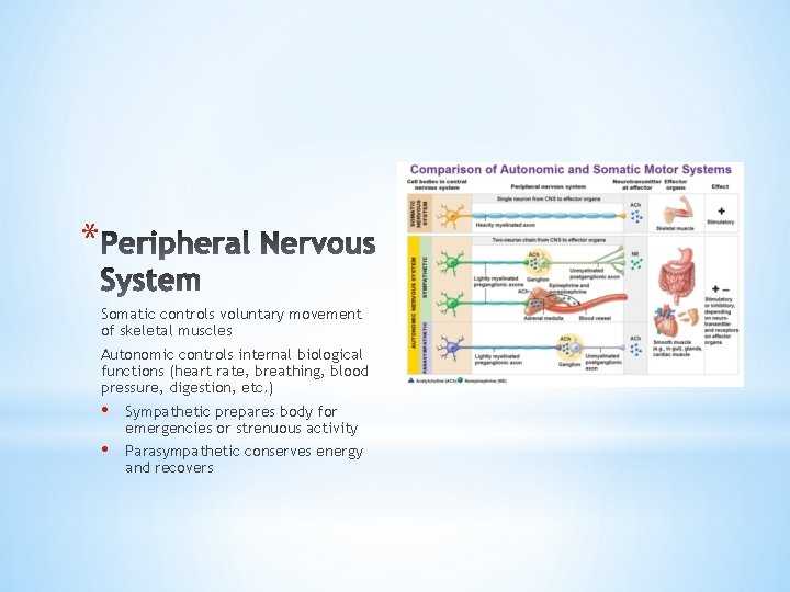 * Somatic controls voluntary movement of skeletal muscles Autonomic controls internal biological functions (heart