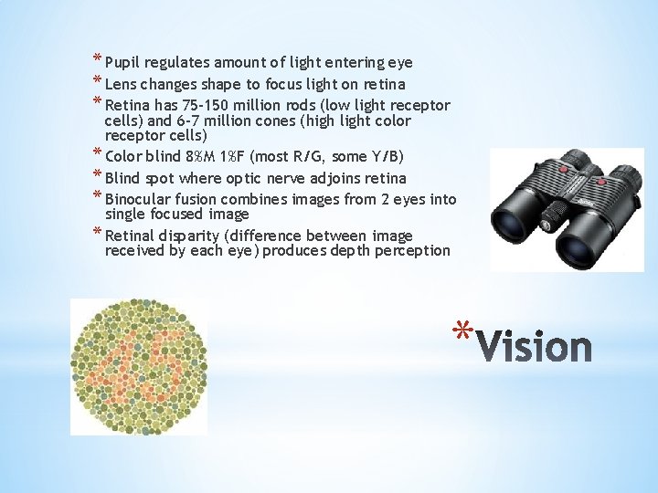 * Pupil regulates amount of light entering eye * Lens changes shape to focus