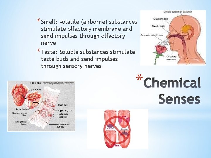 * Smell: volatile (airborne) substances stimulate olfactory membrane and send impulses through olfactory nerve