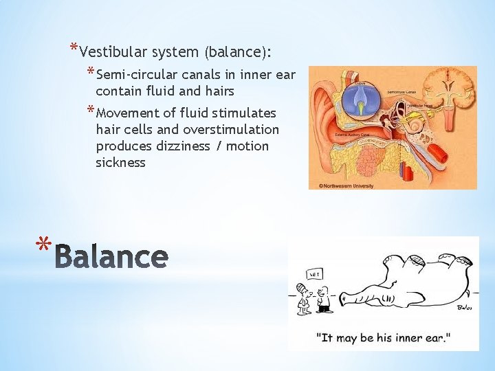 *Vestibular system (balance): * Semi-circular canals in inner ear contain fluid and hairs *