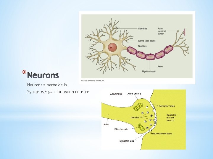 * Neurons = nerve cells Synapses = gaps between neurons 