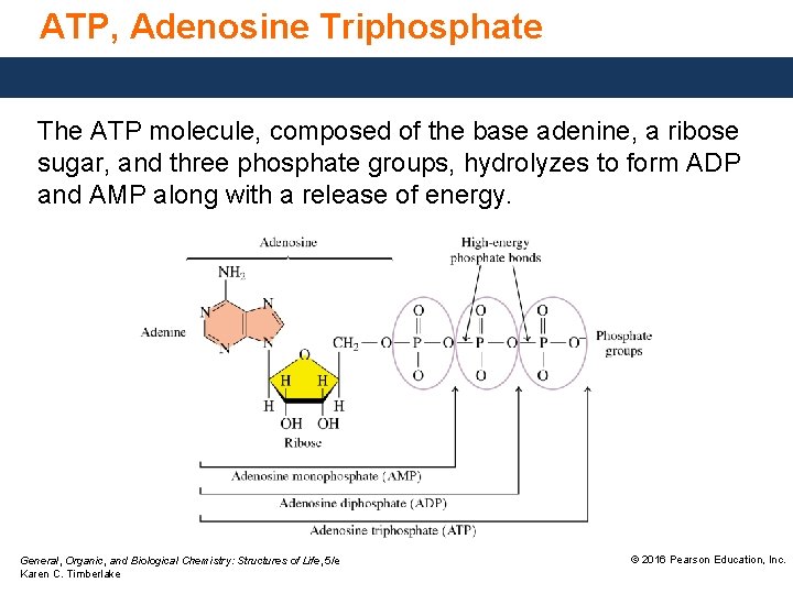 ATP, Adenosine Triphosphate The ATP molecule, composed of the base adenine, a ribose sugar,