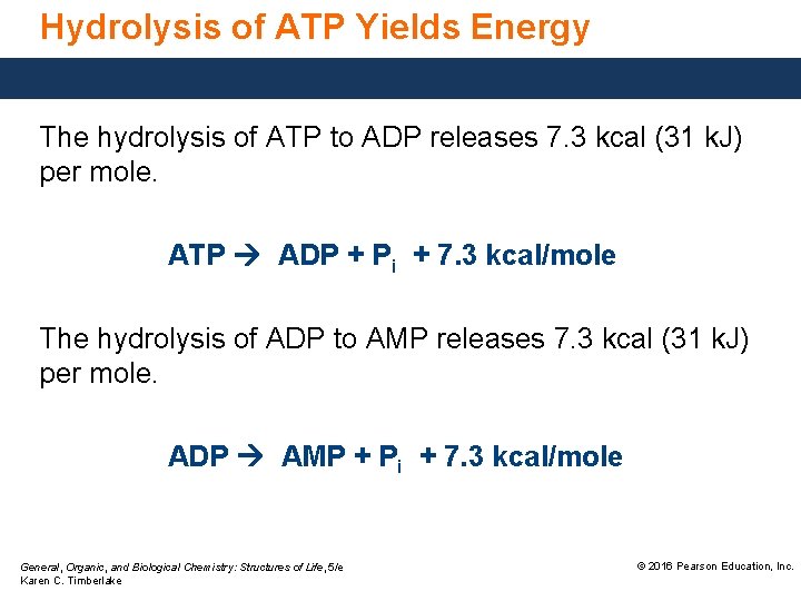 Hydrolysis of ATP Yields Energy The hydrolysis of ATP to ADP releases 7. 3