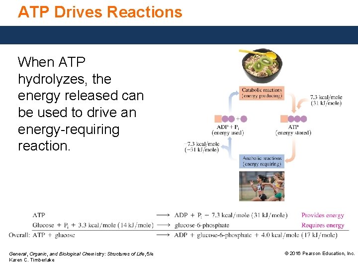 ATP Drives Reactions When ATP hydrolyzes, the energy released can be used to drive