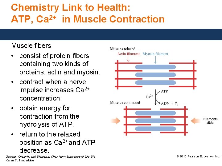 Chemistry Link to Health: ATP, Ca 2+ in Muscle Contraction Muscle fibers • consist