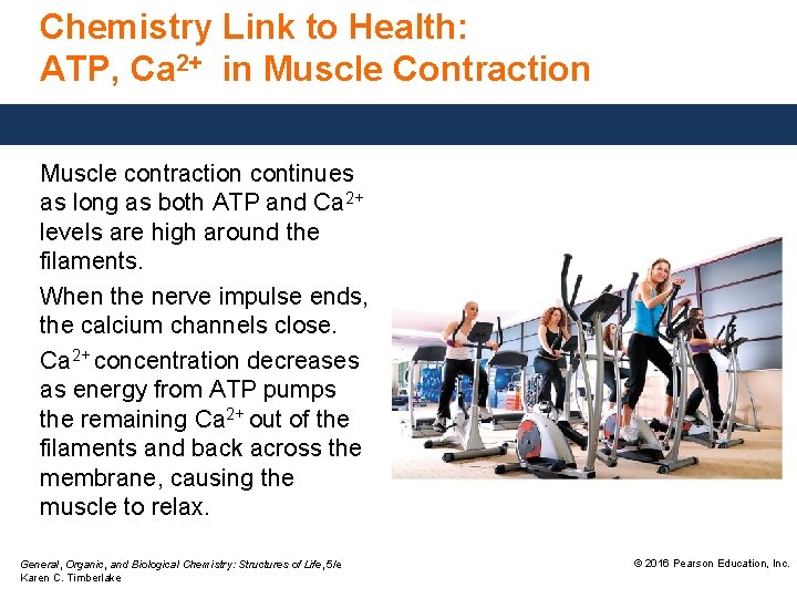 Chemistry Link to Health: ATP, Ca 2+ in Muscle Contraction Muscle contraction continues as