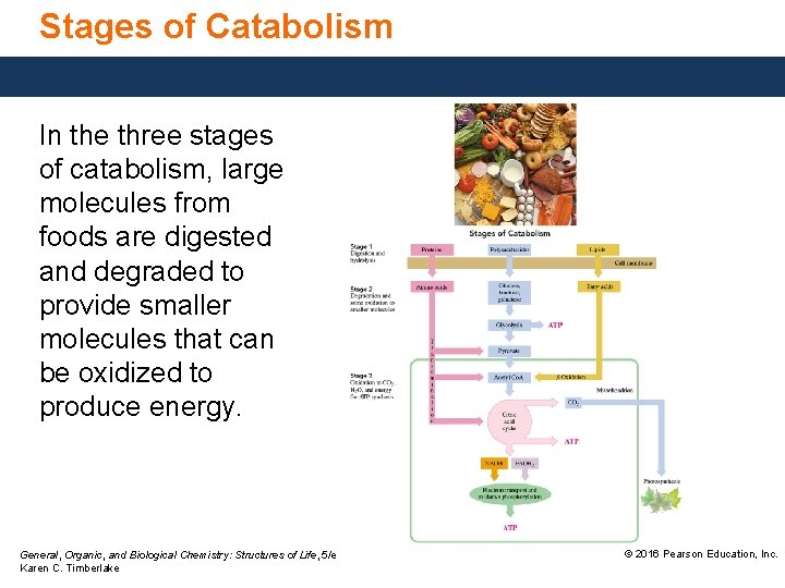 Stages of Catabolism In the three stages of catabolism, large molecules from foods are