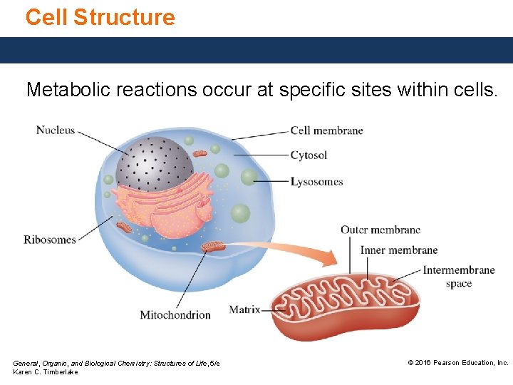 Cell Structure Metabolic reactions occur at specific sites within cells. General, Organic, and Biological
