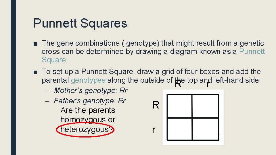 Punnett Squares ■ The gene combinations ( genotype) that might result from a genetic
