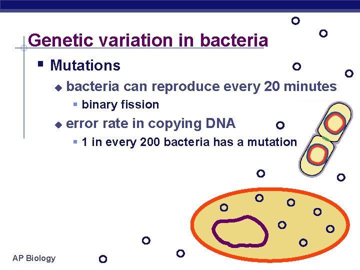 Genetic variation in bacteria § Mutations u bacteria can reproduce every 20 minutes §